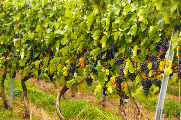 Harvest ripe grapes