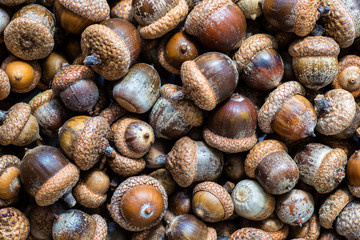 Background with autumn acorns and leaves closeup. Acorns macro. Oak acorns.Brown autumn acorns on the table. Autumn backdrop.A lot of oak acorns. Top view from above.
