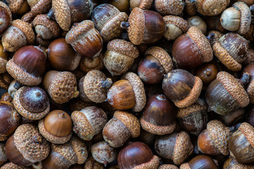 Background with autumn acorns and leaves closeup. Acorns macro. Oak acorns.Brown autumn acorns on the table. Autumn backdrop.A lot of oak acorns. Top view from above.