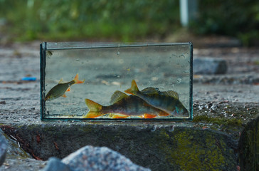 A small aquarium with a freshwater perch. Outdoors. Fishing concept. Caught and release.