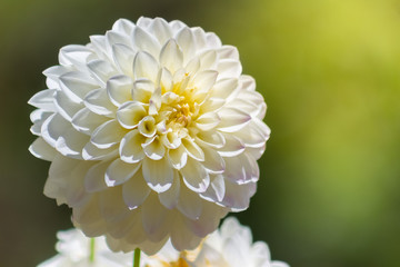 Large close-up Bright white or cream chrysanthemum illuminated by the sun with room for right hand copy.