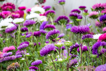 Many colors of aster are of different colors.  Pink, purple, white flowers.