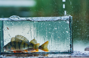 A small aquarium with a freshwater perch. Outdoors. Fishing concept. Caught and release.