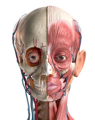 Human head with skull, facial muscles, eyes and blood vessels. - obrazy, fototapety, plakaty