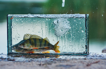 A small aquarium with a freshwater perch. Outdoors. Fishing concept. Caught and release.