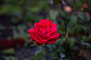 An opened bud of a red, scarlet rose with droplets after the rain.  The flower grows in the garden.