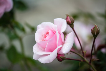 opened bud of a tender, pink rose.  The flower grows in the garden.