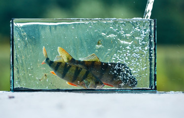 A small aquarium with a freshwater perch. Outdoors. Fishing concept. Caught and release.