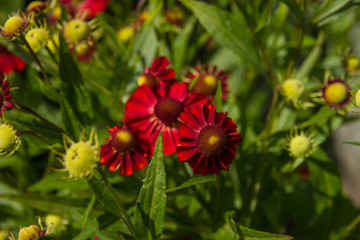 Fluffy bush.  Red Gelenium flower growing in the garden.