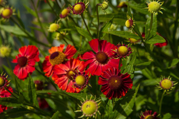 Fluffy bush.  Red Gelenium flower growing in the garden.