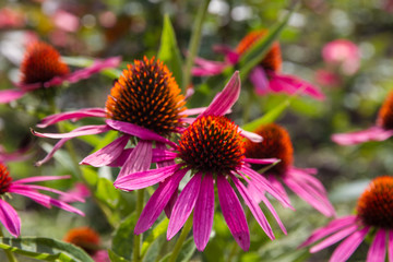 Pink Echinacea flower close-up, growing in soil in open ground.