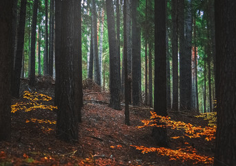 Obraz premium Wald im Herbst