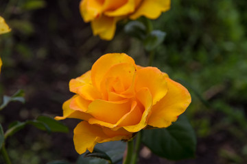 Open bud, yellow rose flower growing in the garden