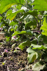 Garden bed, lilac eggplants grow in open ground