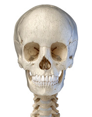 Human skull viewed from the front. computer artwork.
