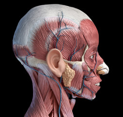 Human head muscles with veins and arteries. Side view. © Pixelchaos