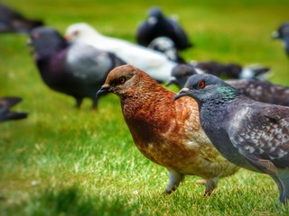 pigeon on the grass