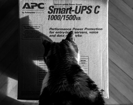 PARIS, FRANCE - MAR 29, 2018: Curious cat inspecting APC Smart-UPS C 1000VA LCD 230V enterprise-level uninterruptible power supplies made by American Power Conversion  office wooden floor