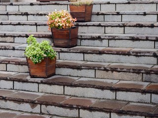 Fototapeta na wymiar potted flowers on granite steps. city decor