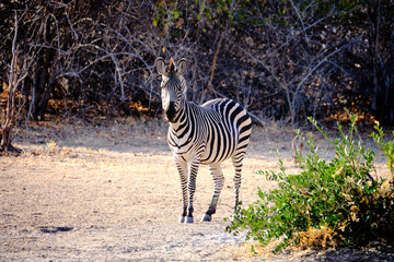 Zebras in Mana Pools National Park, Zimbabwe