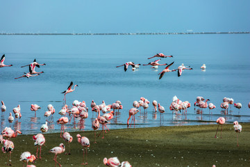 White-pink flamingos are reflected in water