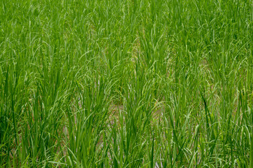 rice plant