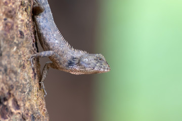 chameleon on tree