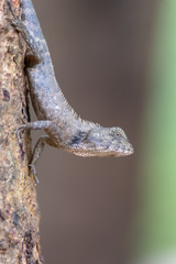chameleon on tree