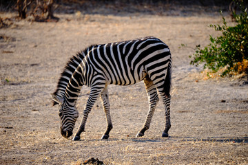Fototapeta na wymiar Zebras in Mana Pools National Park, Zimbabwe