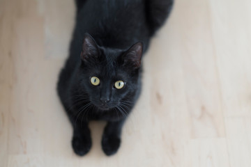 schwarze Katze schaut in Kamera