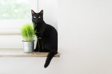 schwarze Katze mit Katzengras