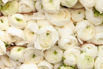 White eustoma flowers backgrounds texture