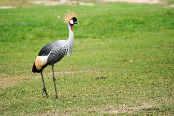 grey crowned crane