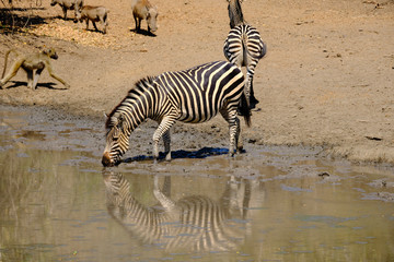 Fototapeta na wymiar Zebras in Mana Pools National Park, Zimbabwe