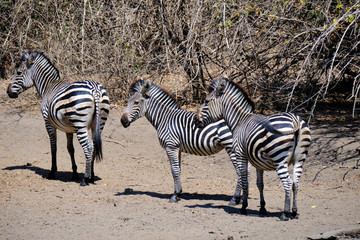 Zebras in Mana Pools National Park, Zimbabwe