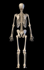 Human skeleton, full figure standing, rear view.