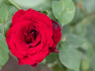 Red rose growing in the garden The Bud of a red rose lies on a green leaf