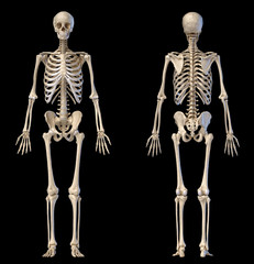 Human male skeleton full figure. Front and back views