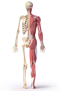 Anatomy of human male muscular and skeletal systems, back view.