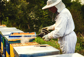 Beekeeper is working with bees and beehives on the apiary.