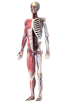 Human full body skeleton with muscles, veins and arteries. 3d Illustration