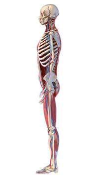 Human full body skeleton with muscles, veins and arteries. 3d Illustration