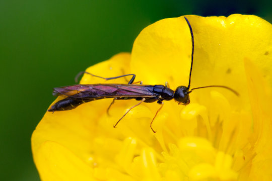 Sabre Wasp