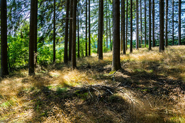 Germany, Sunny day inside black forest between big tree trunks of fir trees in thicket nature landscape with sunrays shining through in paradise