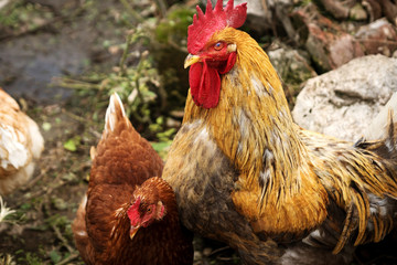 cocks and hens closeup in the village