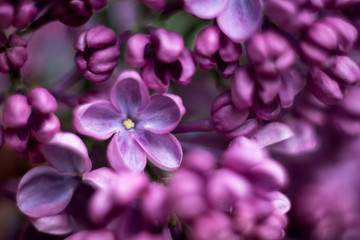 lilac with five petals closeup