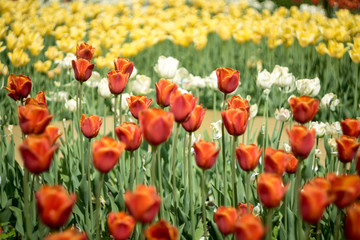 a field of red yellow and white tulips
