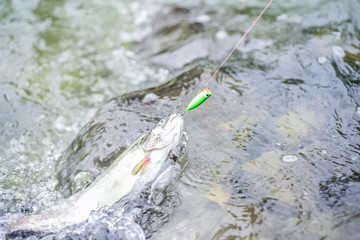 fish on the hook. trout bait. catch fish. fishing on lake. hobby and sport activity. good catch....