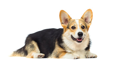 dog on a white isolated background, breed Welsh Corgi