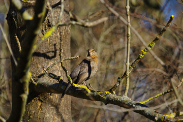 Weibliche Amsel im Winter auf einem Ast sitzend in der warmen Sonne